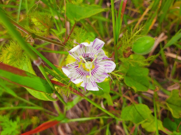 flores herbario